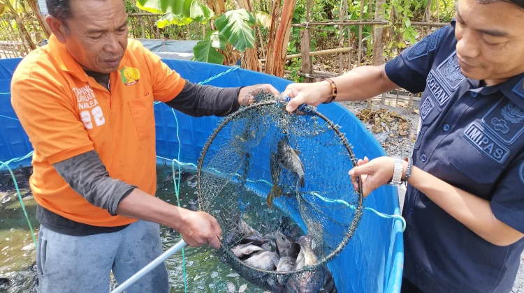 Tuai Hasil Budidaya Perikanan, Lapas Namlea Panen 20 Kilogram Ikan Nila