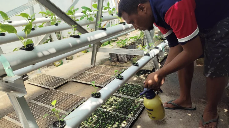 Perkuat Ketahanan Pangan, Lapas Wahai Garap Hidroponik Kangkung & Bibit Cabai