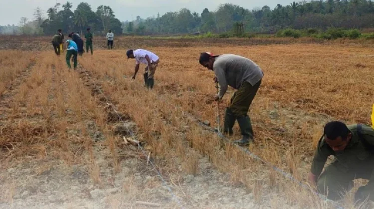 BRMP Maluku Dorong Pengembangan Kelapa dan Ubi Kayu di IP2TP Makariki