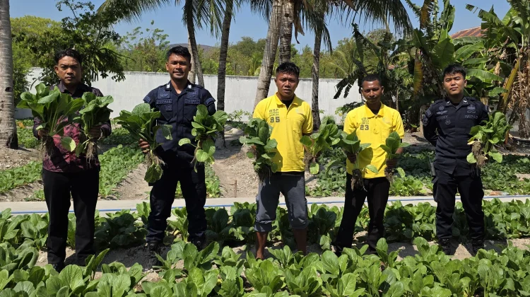 Hasil Budidaya Pertanian,Lapas Namlea Panen Puluhan Ikat Sawi