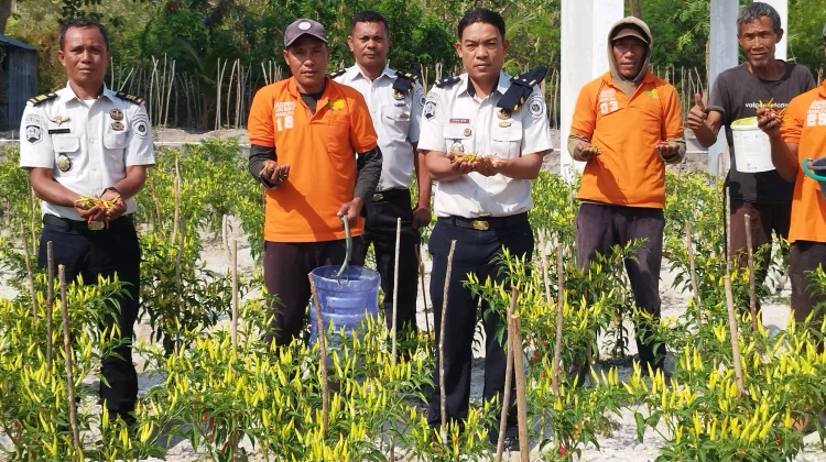 Produktif ditengah Kemarau,Lapas Namlea Sukses Panen Cabai Rawit