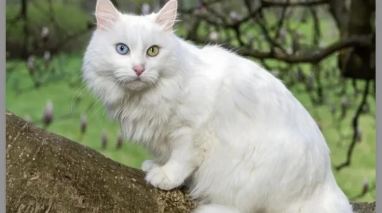 Tips Memelihara dan Merawat Kucing Anggora agar Tetap Sehat dan Nyaman