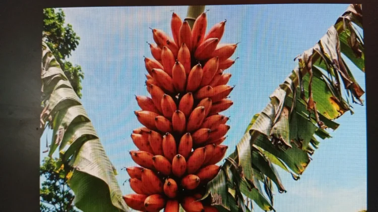Khasiat Pisang Tongka Langit