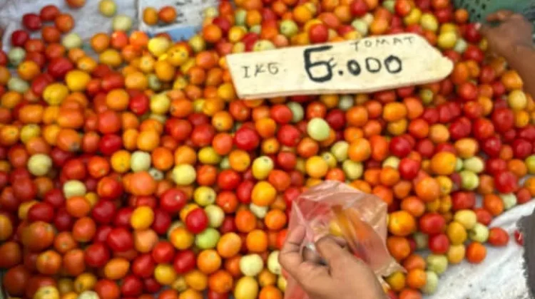 Harga Tomat di Pasar Mardika Ambon Murah