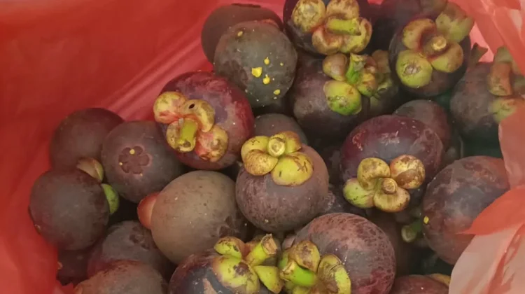 Manfaat Buah Manggis, Manis dan Menyehatkan