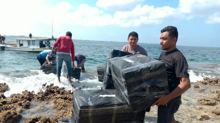 Pembudidaya di Pulau Luang MBD Terima 750 Kg Bibit Rumput Laut dari KKP