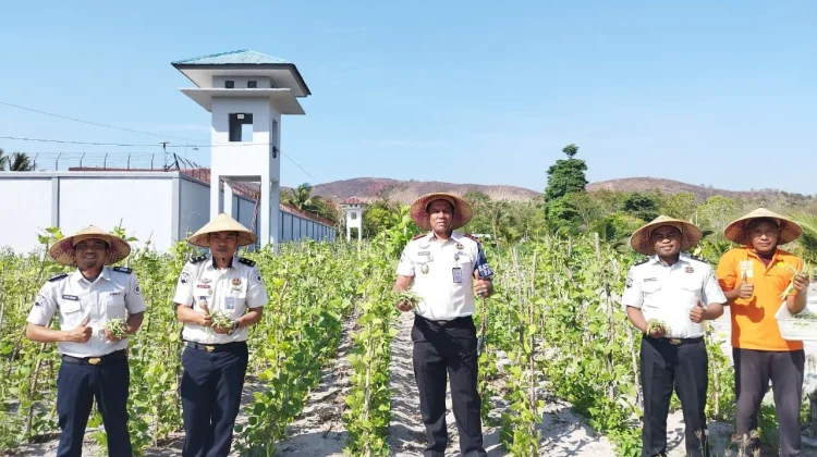 Senin Ceria,Lapas Namlea Panen Buncis dan Cabai Rawit