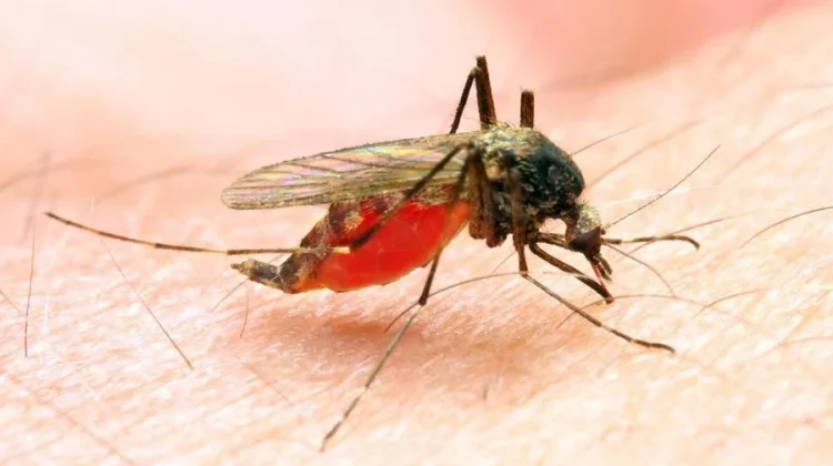 Kasus Malaria Impor dari Papua Jadi Tantangan Eliminasi di Maluku