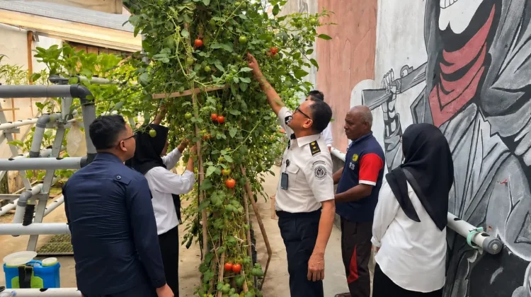 Geliat Kebun Lapas Wahai Pascakemarau, Panen 10 Kg Tomat Segar