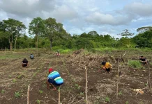Terjun ke Kebun, Cara Polsek Tanimbar dukung Ketahanan Pangan