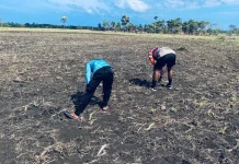 Lahan 5 Hektare Disiapkan Polsek Selaru, Perkuat Ketahan Pangan