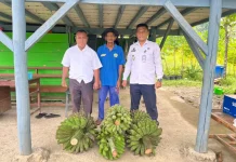 Kebun Kemandirian Lapas Piru Dukung Ketahanan Pangan