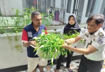 Ramadan Berkah,Lapas Wahai Optimalkan Hidroponik Demi Ketahanan Pangan