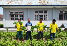 Berkah Ramadan,Lapas Namlea Panen Sawi dan Kangkung Segar