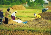 Produksi Beras Maluku Naik, Lahan Sawah Dimaksimalkan
