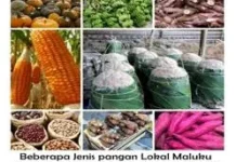 Kurangi Ketergantungan Beras, Pemerintah Dorong Konsumsi Pangan Lokal Maluku