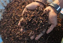 Pemprov Maluku Dorong Pengembangan Cengkih Hutan Skala Besar