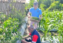 Panen Cabe Segar, Lapas Wahai Dukung Kemandirian Pangan Selama  Ramadan