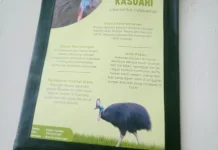 Kasuari Satwa Endemik yang Terancam dan Perlu Perlindungan