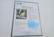 Brinji Emas, Burung Endemik Maluku