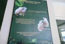 Kakatua Putih, Satwa Endemik Indonesia yang Dilindungi