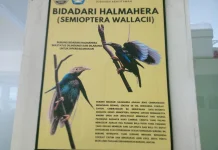 Bidadari Halmahera, Satwa Endemik yang Dilindungi