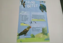 Nuri Betet Burung Paruh Bengkok Penghuni Hutan Timur