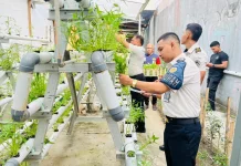 Kangkung Hidroponik Dipanen, Topang Ketahanan Pangan Selama Ramadan di Lapas Waha
