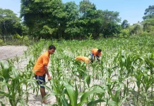 Puasa Tetap Produktif, Warga Binaan Lapas Namlea Aktif Berkebun