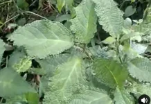 Manfaat Daun Gatal dalam Tradisi Pengobatan Lokal