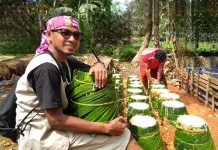 Proses Produksi Sagu Tumang Secara Tradisional