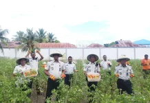 Lapas Namlea Panen Puluhan Kg Tomat, Bantu Wujudkan Ketahanan Pangan Nasion