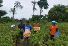 Lapas Namlea Panen 100 Kilogram Tomat
