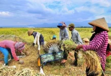 BBRMP Maluku Optimalkan Program Swasembada Pangan lewat Percepatan CPCL