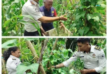 Berkah di Ujung  Ramadan, Lapas Wahai Panen Perdana Kacang Panjang