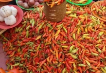 Harga Cabai di Ambon Meroket Rp200 Ribu per Kilogram
