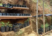 Pekarangan Produktif, Dapur Hemat dari Kebun Rumah