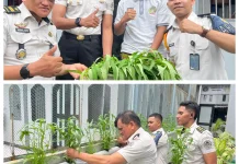 Bukti Kemandirian Pangan,Lapas Wahai Kembali Panen Sayuran Hidroponik