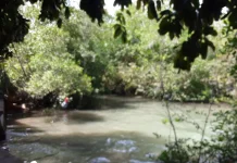 Jadi Benteng Alam, Warga Nania Kompak Jaga Kelestarian Hutan Mangrove