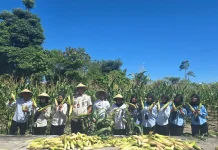Jadi Komoditas Andalan, Lapas Namlea Panen Jagung Ketan