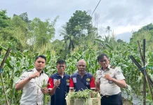 Kian Produktif, Lapas Wahai Catat Panen Kedua 15 Kg Kacang Panjang