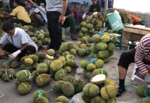 Musim Duren Tiba, Pasar Mardika Banjir Durian Luar Ambon