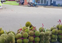 Musim durian kembali menyapa Kota Ambon