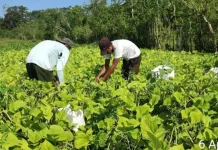 Dukung Produksi Pangan, BRMP Maluku Fokus Kembangkan Benih Unggul
