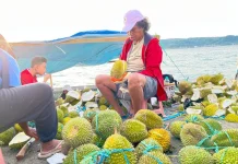 Menikmati Sensasi "Emas Hijau" di Tepian Pantai Victoria Ambon