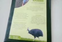 Kasuari Terancam, Upaya Pelestarian Terus Ditingkatkan