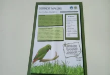 Serindit Maluku  Burung Endemik yang Perlu Dijaga Kelestariannya