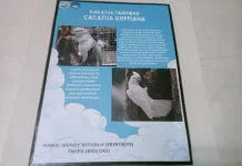 Kakatua Tanimbar Jadi Sorotan, Populasinya Terancam Menurun