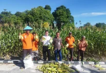 Petik Hasil Pembinaan, Lapas Namlea Panen Jagung Ketan