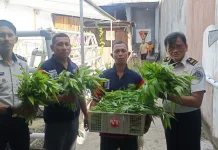 Warga Binaan Lapas Wahai Kembali Panen Sayuran Hidroponik